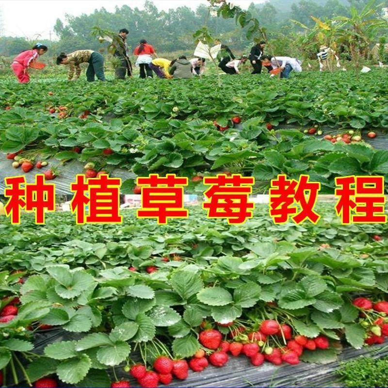 草莓种植技术全套视频教程大全科学培训方法经验大棚栽培教程资料-虚拟资料仓