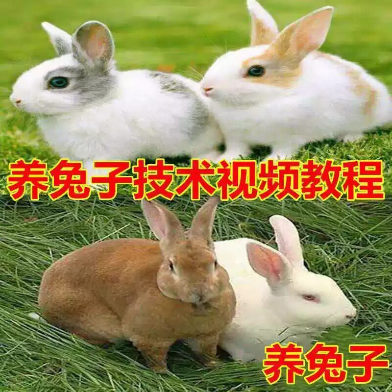 养兔子技术自学全套视频教程大全兔子养殖教程学畜牧养殖视频教程-虚拟资料仓