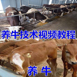 养牛养羊视频教程疾病防治挤奶牛场建设放牧饲养猪技术全套发育-虚拟资料仓