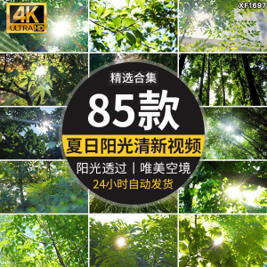 4K夏日阳光透过树叶森林空境升格大自然唯美清新绿叶实拍视频素材-虚拟资料仓